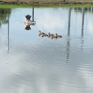 Meet your Posher, Dasia